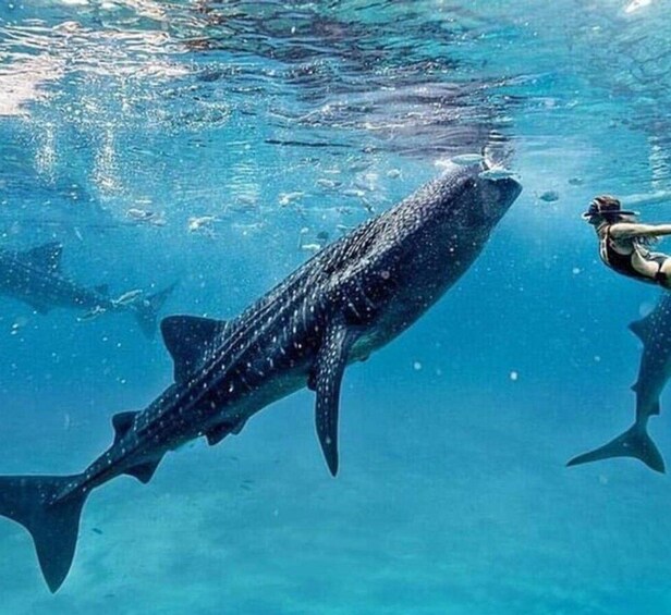 Picture 2 for Activity Cebu: Oslob Whale Shark Swim and Sumilon Island Day Tour