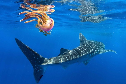 Cebu: Oslob Whale Shark Swim and Sumilon Island Day Tour