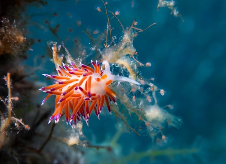Picture 19 for Activity Villasimius: Capo Carbonara First Time Dive with Instructor