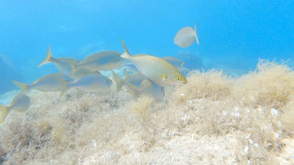 Picture 2 for Activity Villasimius: Capo Carbonara First Time Dive with Instructor