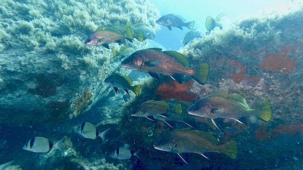 Picture 7 for Activity Villasimius: Capo Carbonara First Time Dive with Instructor