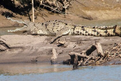 palo verde safari tour