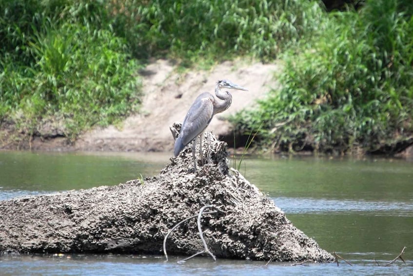 Picture 3 for Activity palo verde safari tour