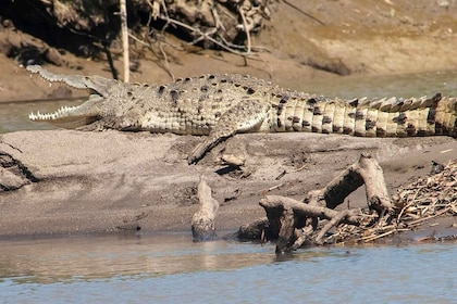 palo verde safari tour