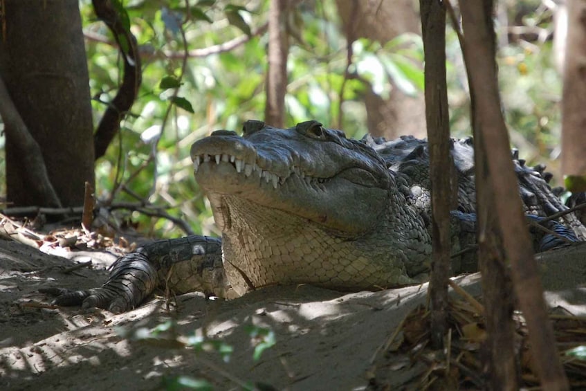 Picture 1 for Activity palo verde safari tour