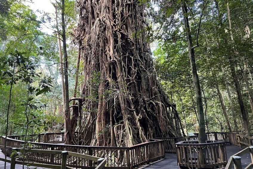 Clohesy River Fig Tree