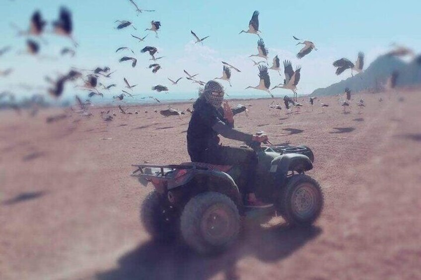 Safari Quad Bike in Sharm El-Sheikh