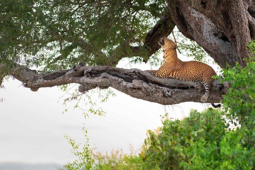 Picture 7 for Activity Amazing Full Day Kumana National Park Safari 5am to 6pm