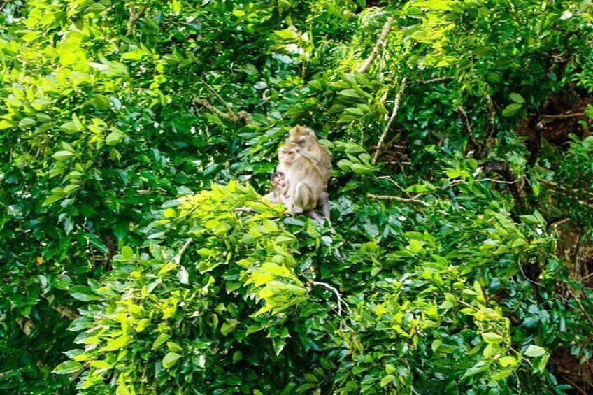 Mauritius: Full day Speedboat trip to Ile aux Cerfs & BBQ Lunch