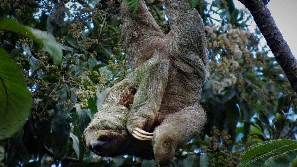 Picture 1 for Activity rio celeste and sloth tour