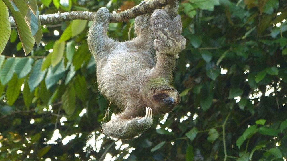 Picture 2 for Activity rio celeste and sloth tour