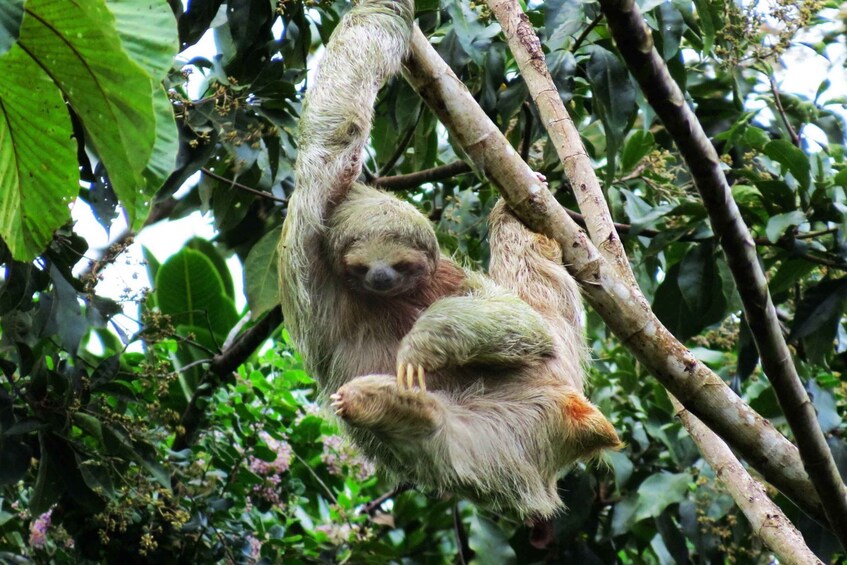 rio celeste and sloth tour