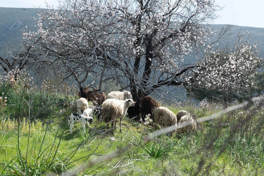 Picture 7 for Activity Delphi: Easy Hike on Ancient Path through the Olive Groves