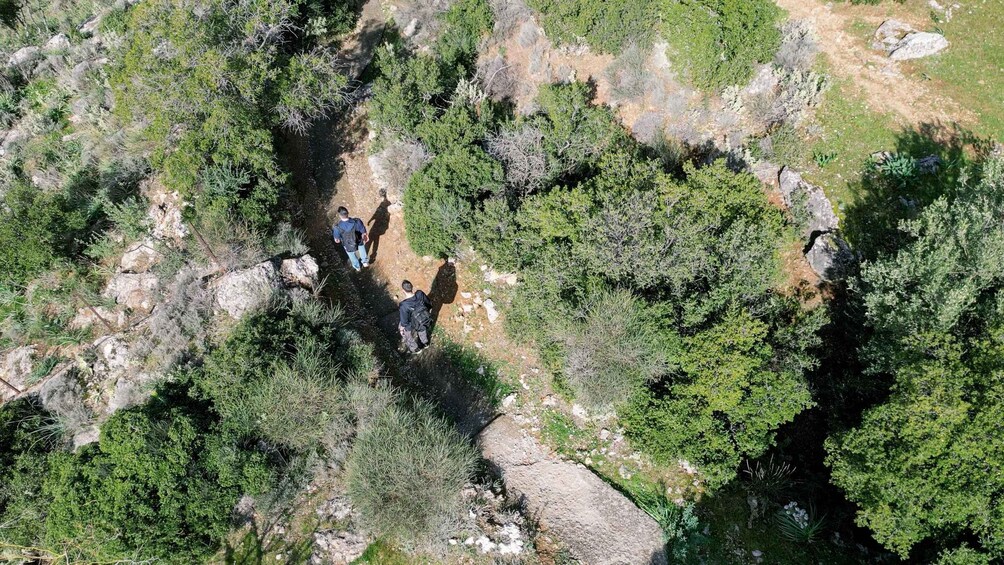 Picture 6 for Activity Delphi: Easy Hike on Ancient Path through the Olive Groves