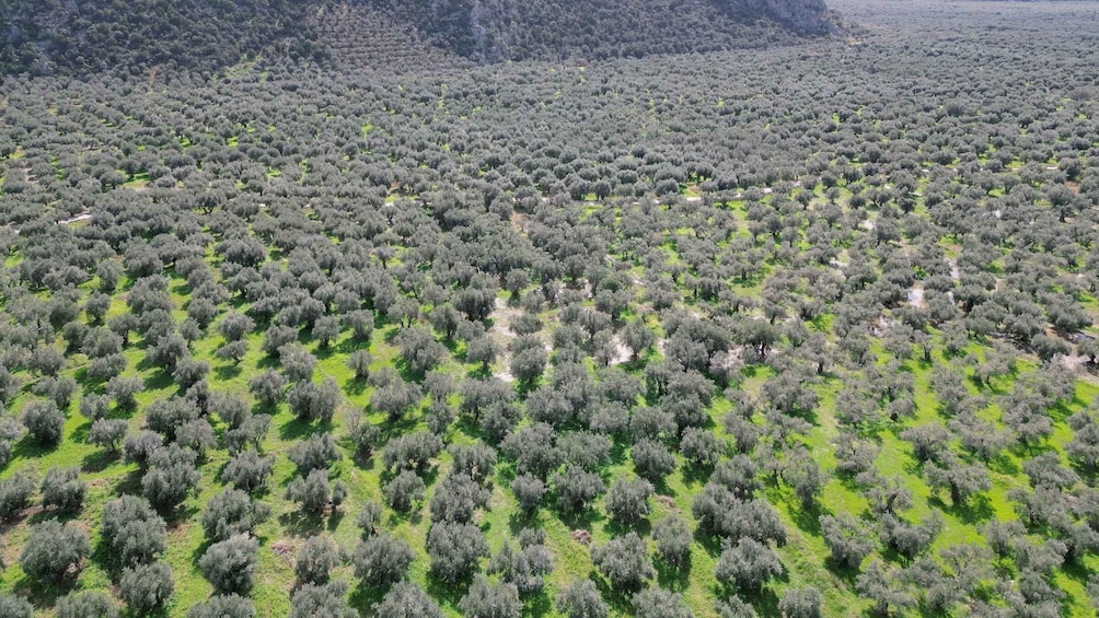 Picture 5 for Activity Delphi: Easy Hike on Ancient Path through the Olive Groves