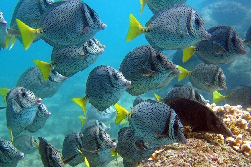 Boat Tour and Snorkel at Pelican Rock