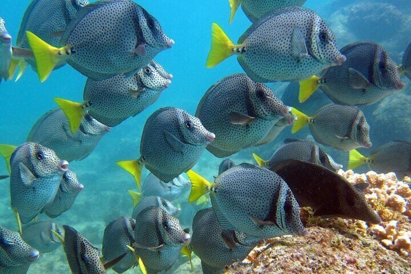 Boat Tour and Snorkel at Pelican Rock