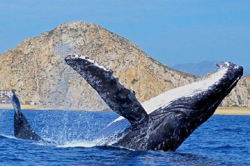 Boat Tour and Snorkel at Pelican Rock