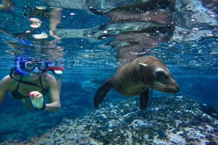 Boat Tour and Snorkel at Pelican Rock