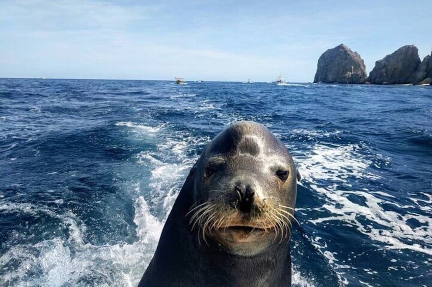 Boat Tour and Snorkel at Pelican Rock