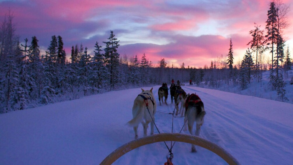 Ushuaia at Night: Dinner by Snow and Fire, Sleds and Adventure