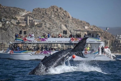 World Class Whale Watching with Breakfast & Open Bar