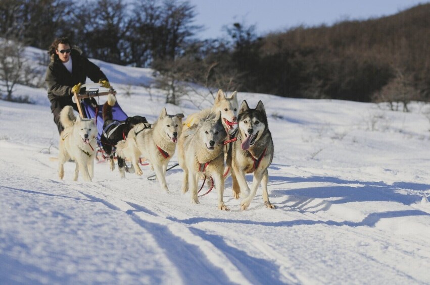 Ushuaia: White Adventure on sleds with Huskies