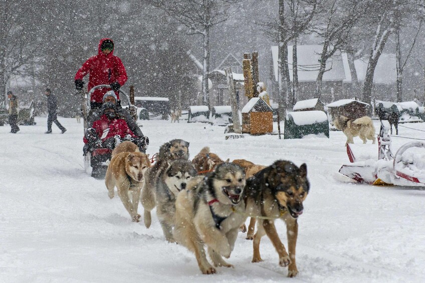 Ushuaia: White Adventure on sleds with Huskies
