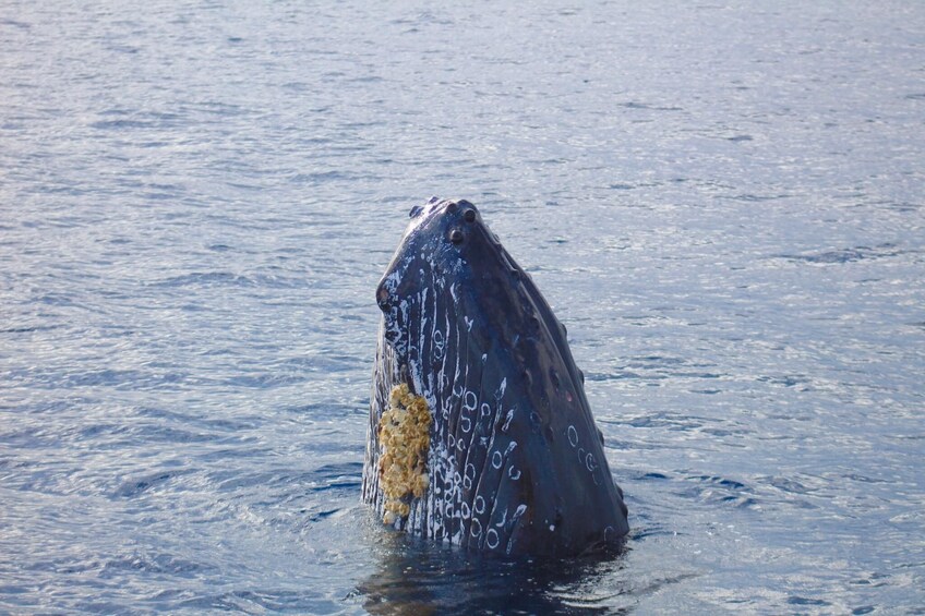 Wake up with the Whales Departing Kawaihae