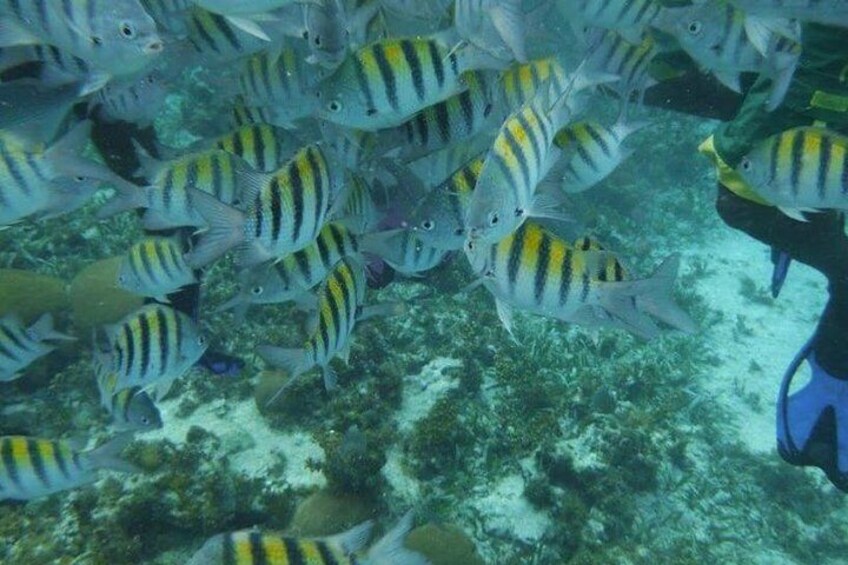 Sargeant major fish will gently nibble on your fingers