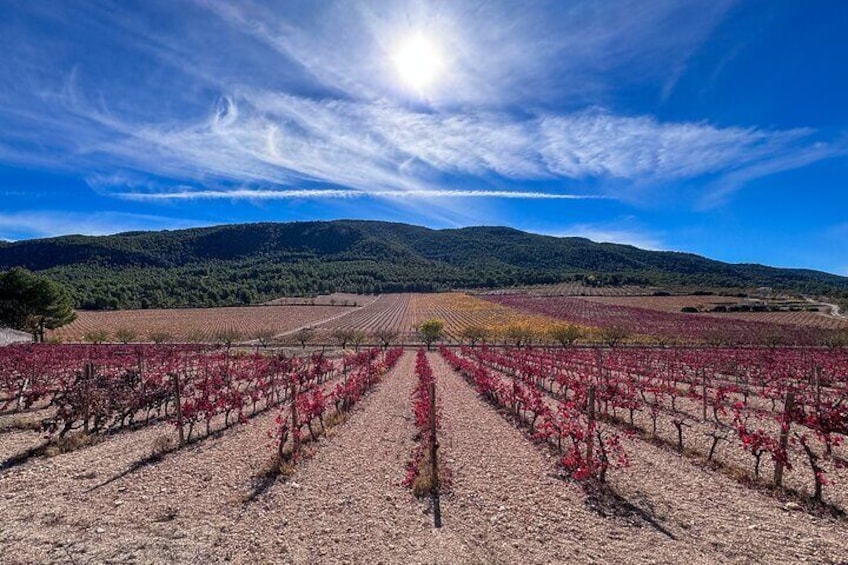 Private Wine Tour to the Exclusive Alicante Winery