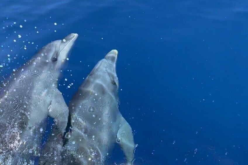 Dolphins