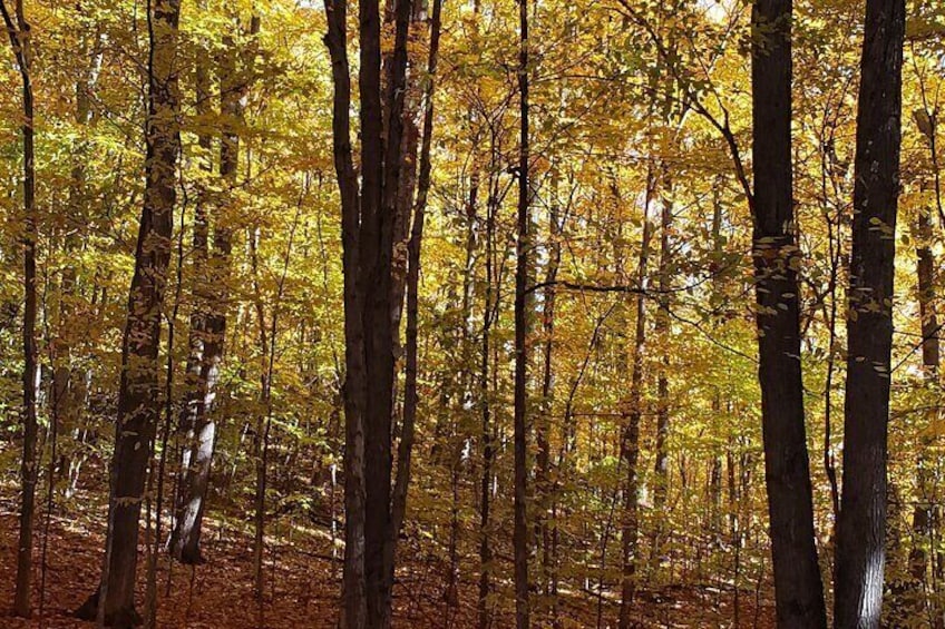 Hiking through Northern Michigan woods