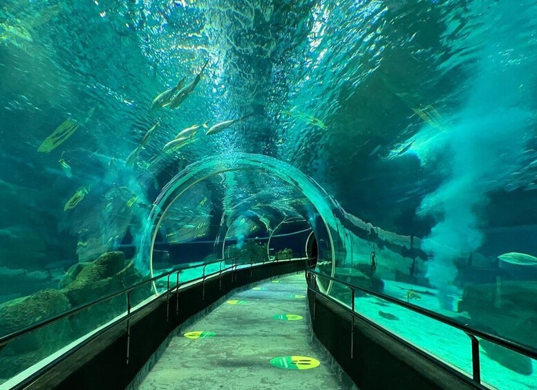 Rio de Janeiro: Marine Aquarium Entry Tickets