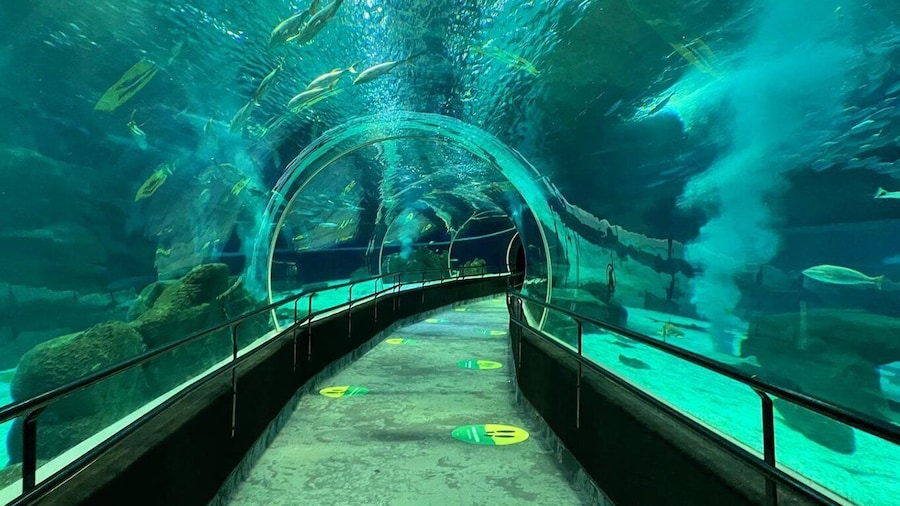 Rio de Janeiro: Marine Aquarium Entry Tickets