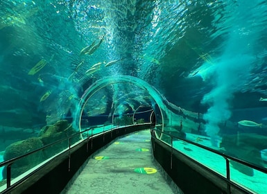 Rio de Janeiro: Marine Aquarium Entry Tickets