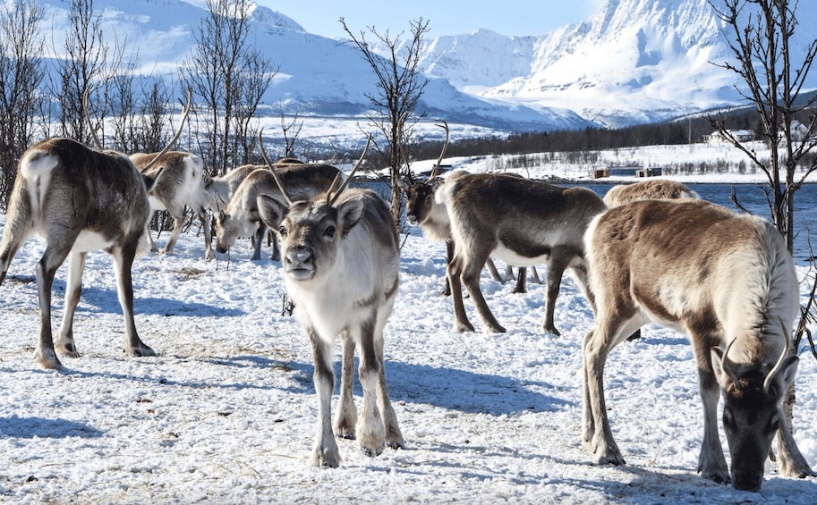 Picture 7 for Activity Tromso: Fjord Arctic Adventure Expedition