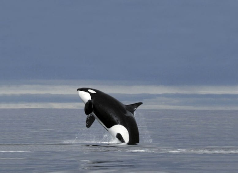 Skjervøy: Whale-Watching RIB Tour