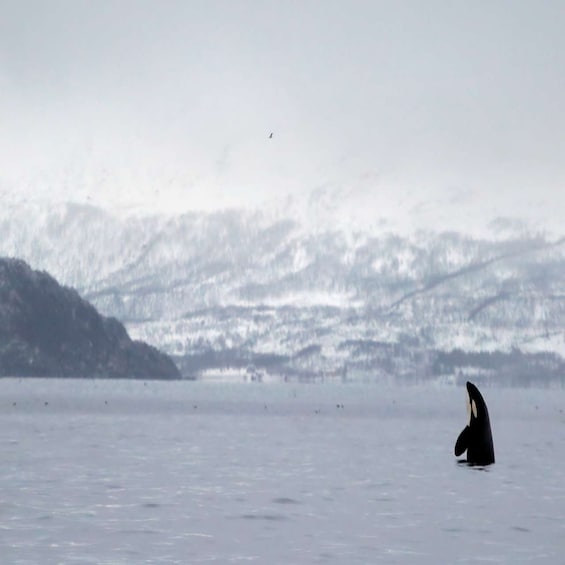 Picture 2 for Activity Skjervøy: Whale-Watching RIB Tour