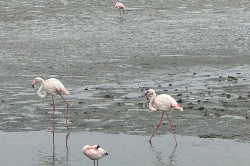 the flamingo's are very calm and peaceful 