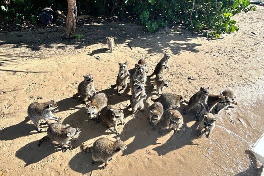 Raccoon Island Boat Tour