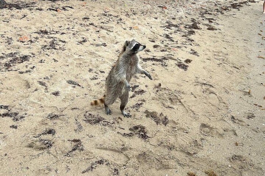 Raccoon Island Boat Tour