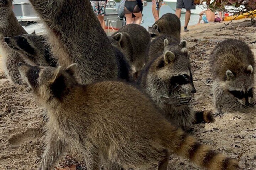 Raccoon Island Boat Tour - Indian Creek, Sanbar and Raccoons