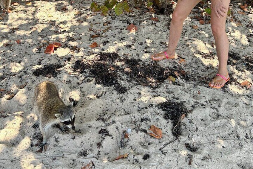 Raccoon Island Boat Tour - Indian Creek, Sanbar and Raccoons