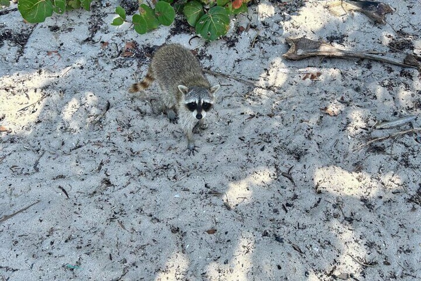 Raccoon Island Boat Tour