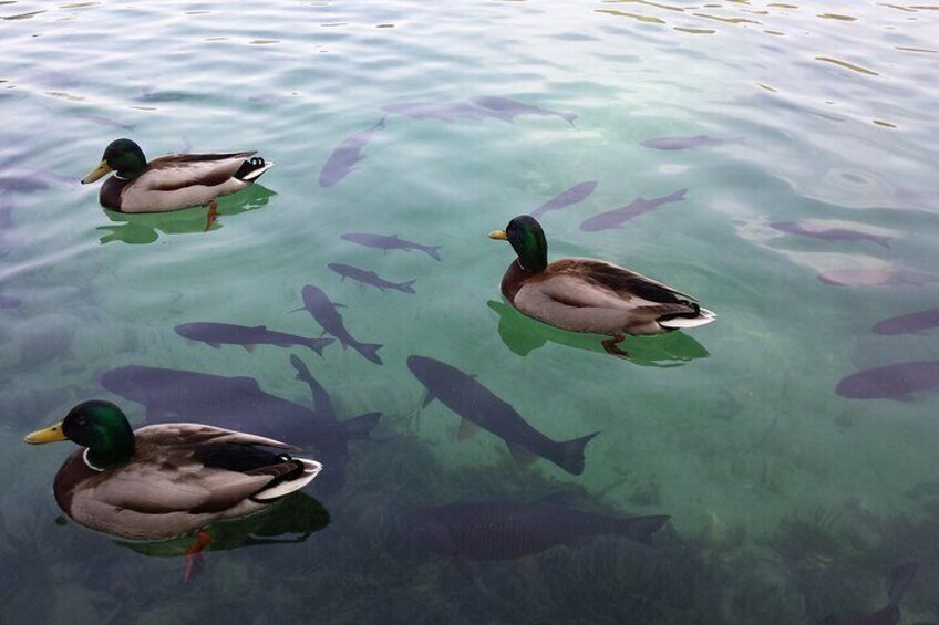 Ducks and fishes at Plitvice Lakes