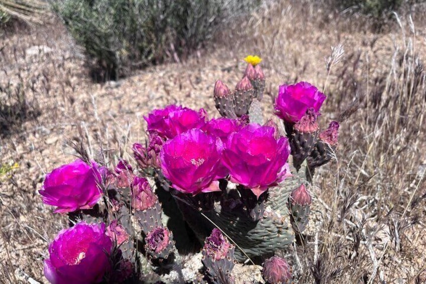 Desert flowers in bloom