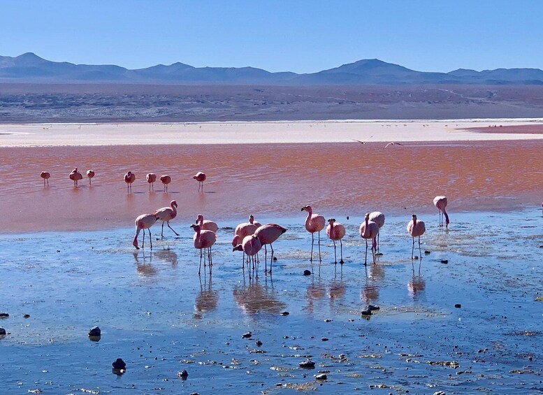 Picture 3 for Activity from Uyuni: Uyuni Salt Flat 3 Days