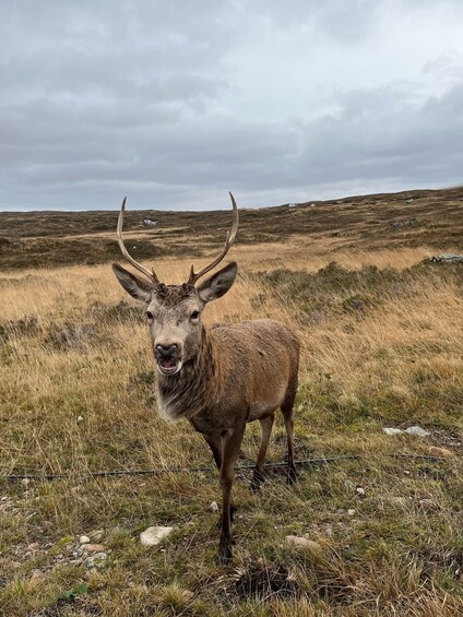 Picture 3 for Activity From Edinburgh: Loch Ness, Glencoe, & Highlands Private Tour