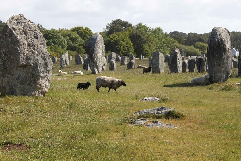 Picture 4 for Activity Carnac: Carnac Stones 40-Minute Audio-Guided Bus Tour